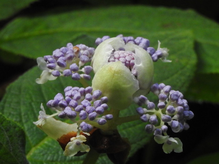 RSCN6192