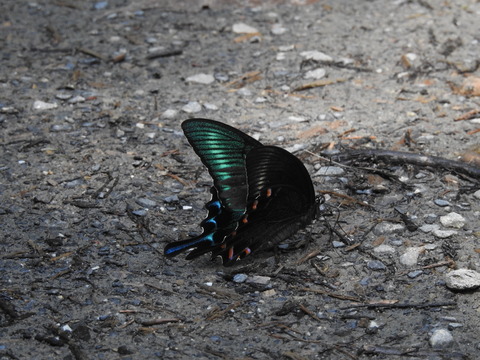 DSCN5199