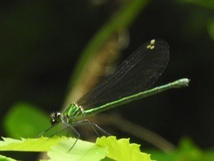 RSCN5572