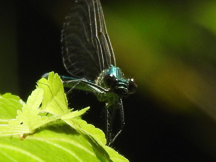RSCN5443