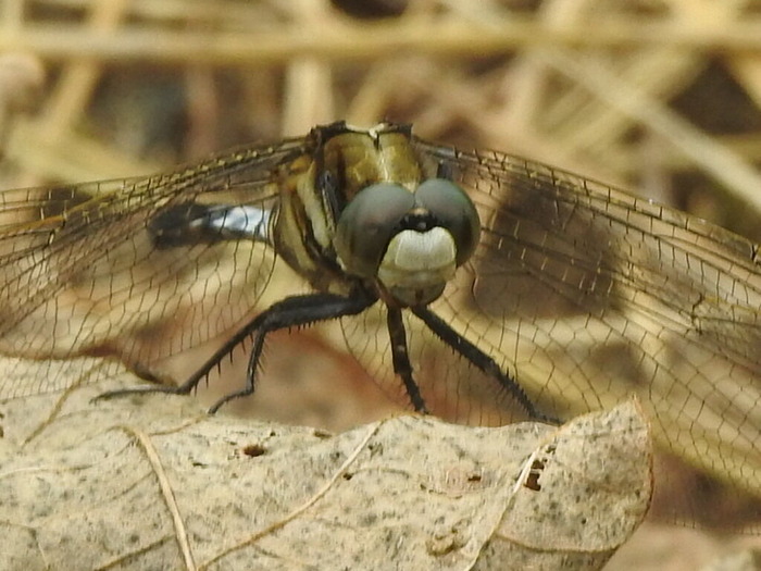 RSCN6338