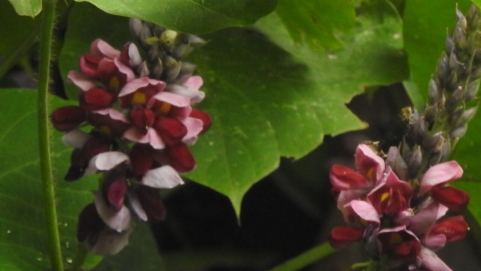 RSCN8064