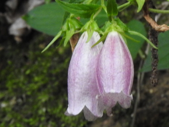 RSCN5565