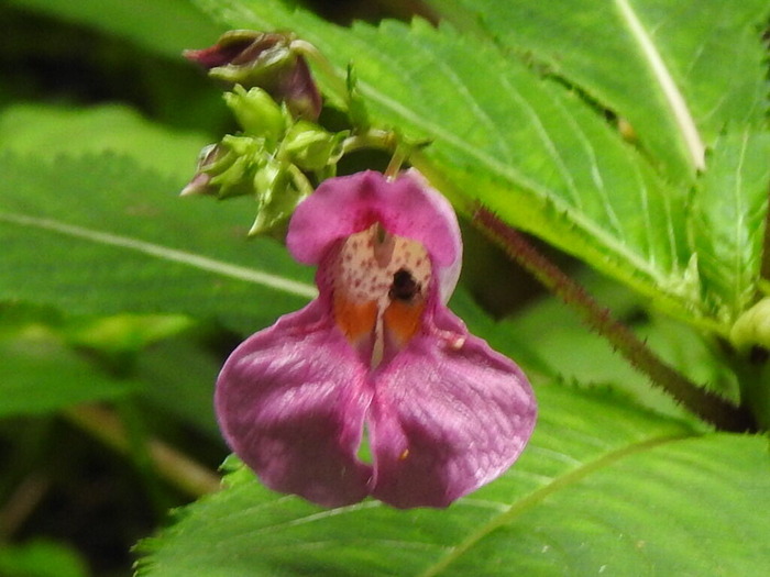 RSCN8255