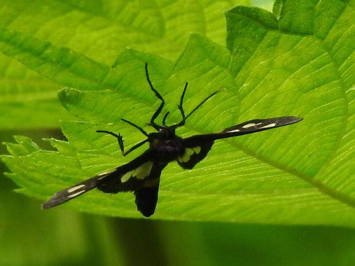 RSCN8024