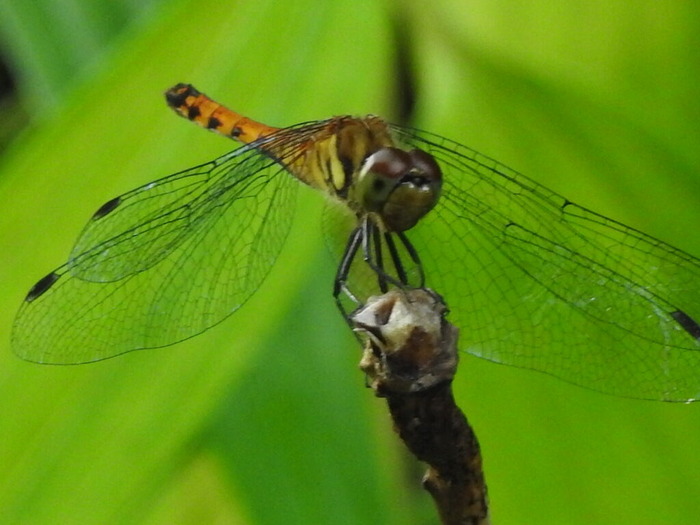 RSCN6567