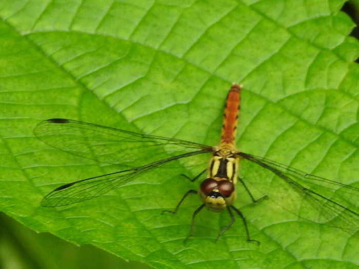 RSCN8055