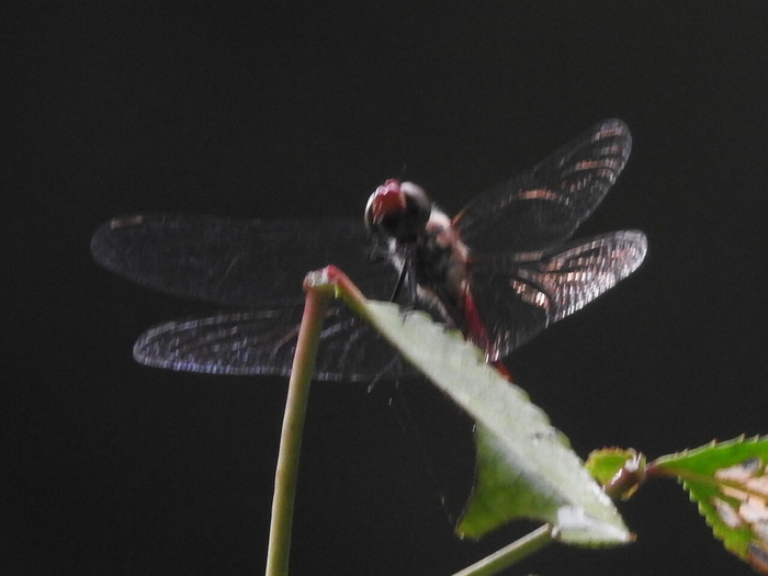 RSCN7398