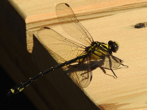 RSCN7353