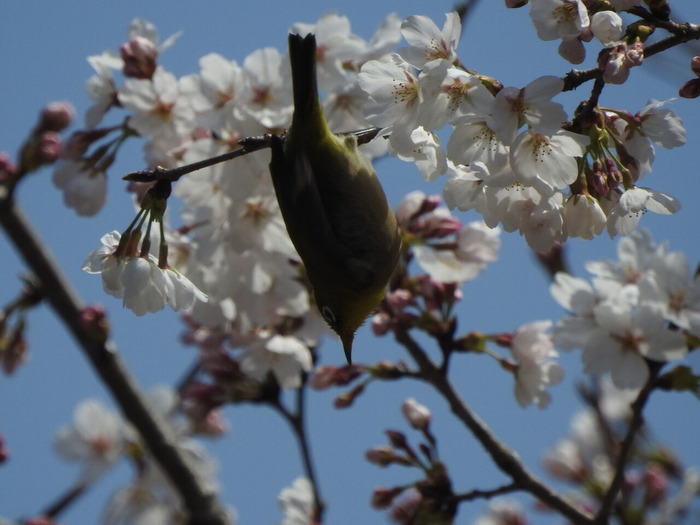 DSCN3204