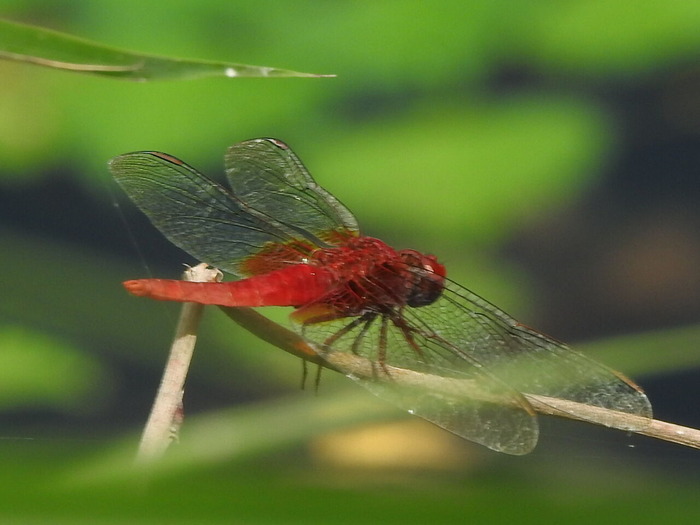 RSCN6307