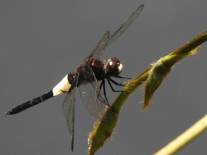 RSCN5670
