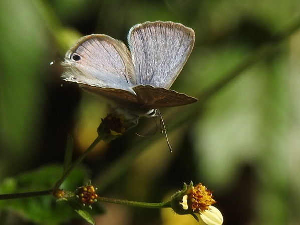 RSCN1078