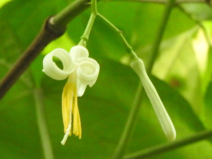 RSCN5561