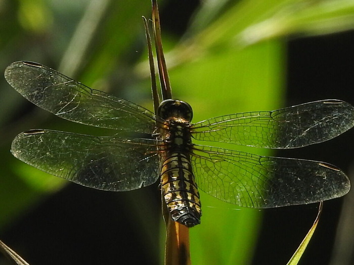 RSCN6693