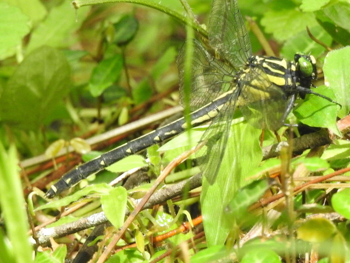 RSCN5907