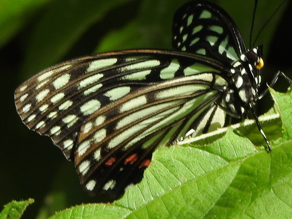 RSCN0428