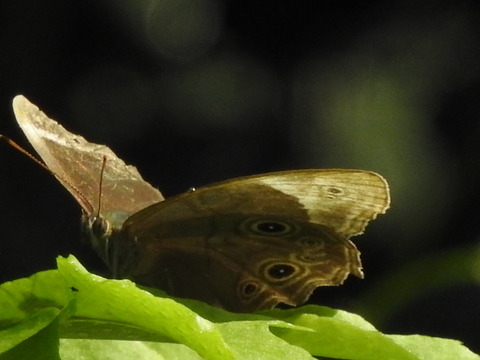 RSCN1683
