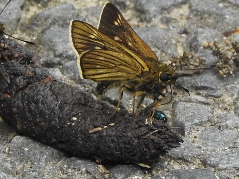 RSCN2586