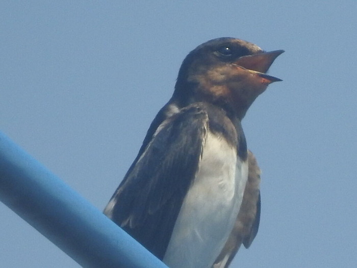 RSCN6438