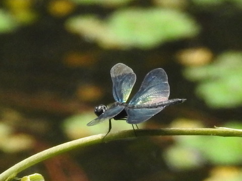 RSCN4464