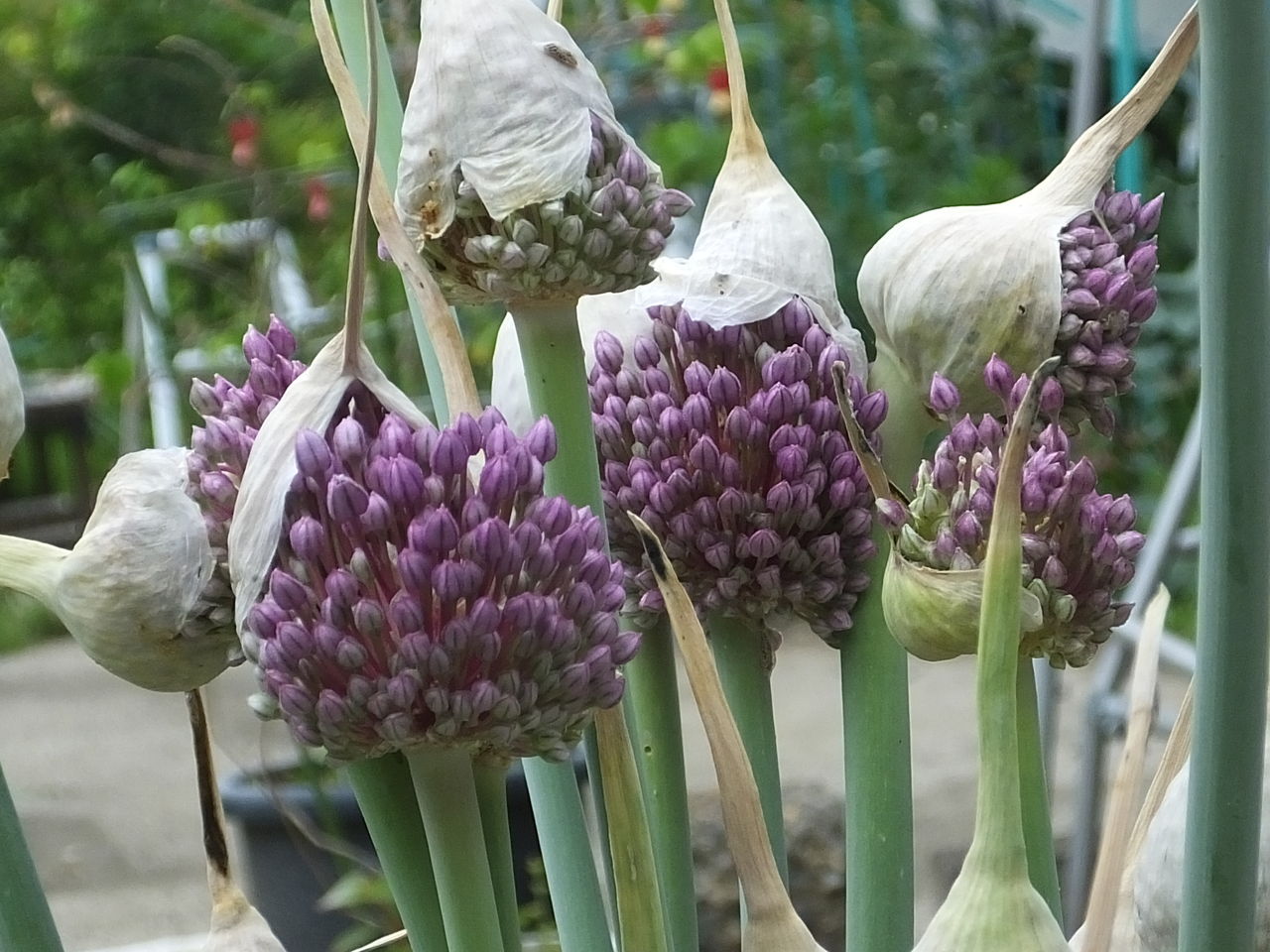 ジャンボ ニンニク の 花