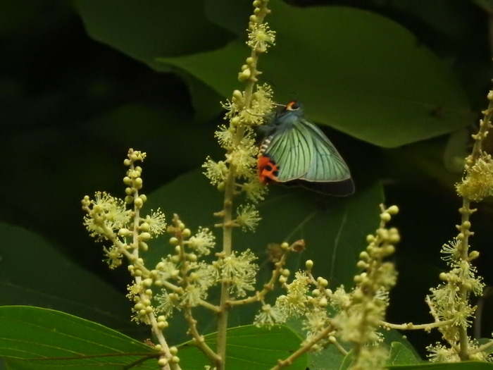 DSCN7133