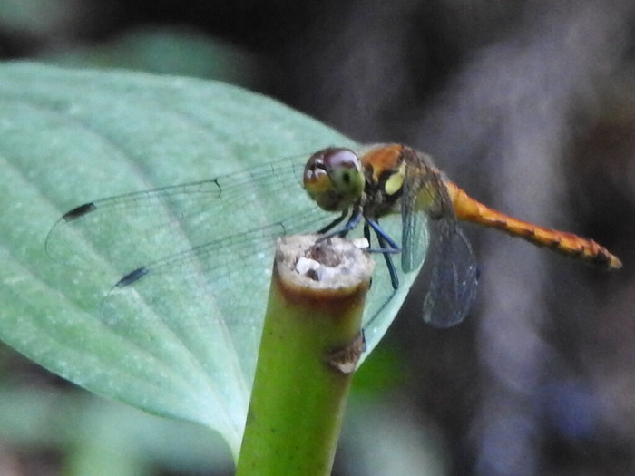 RSCN6573