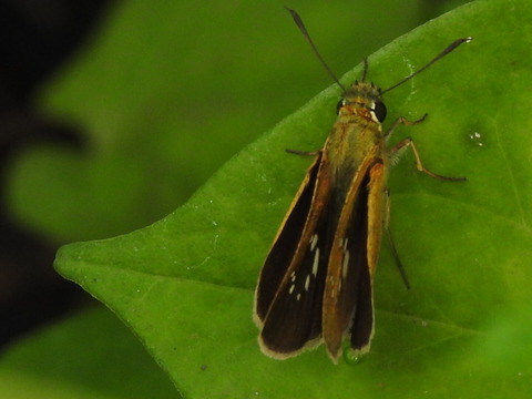 RSCN5348