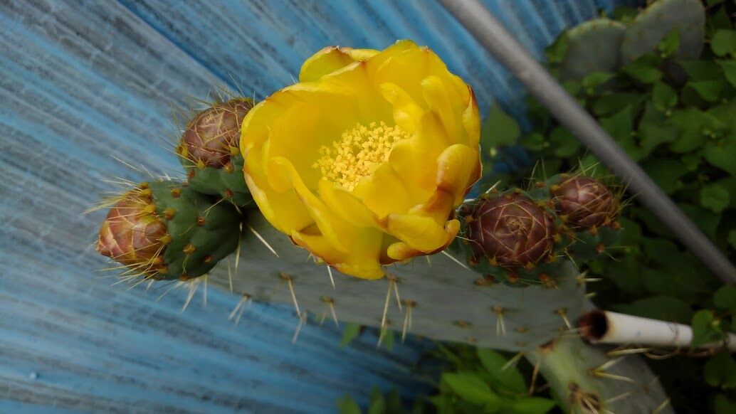 サボテンの花5 16 ノリスケのフォト日記 サボテンの花5 16 ノリスケのフォト日記