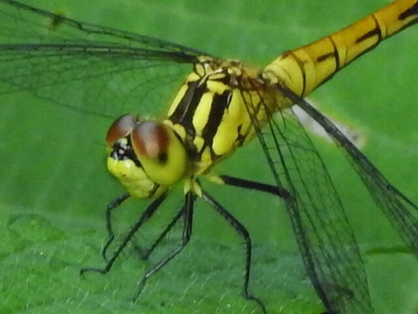 RSCN6537