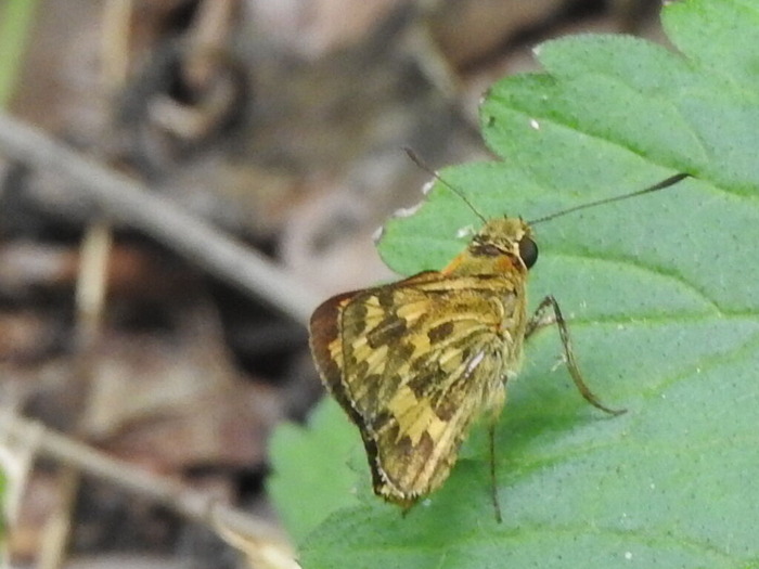 RSCN7042