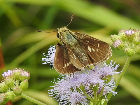 RSCN5543