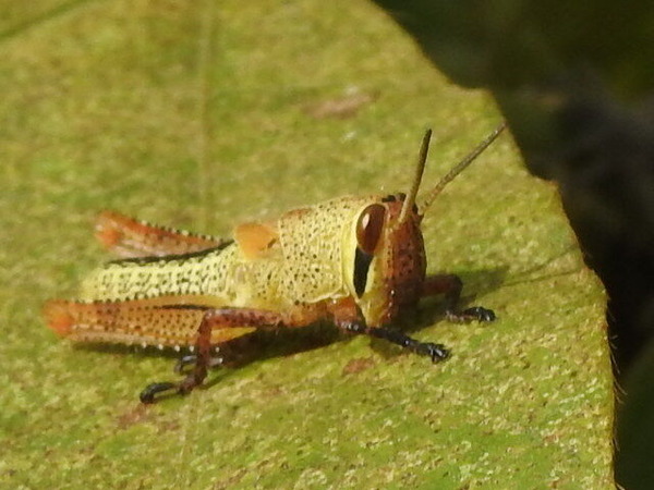 RSCN8808