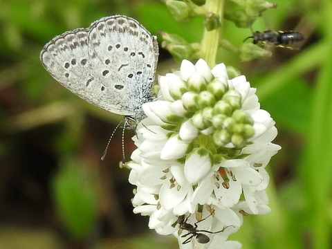 RSCN4157