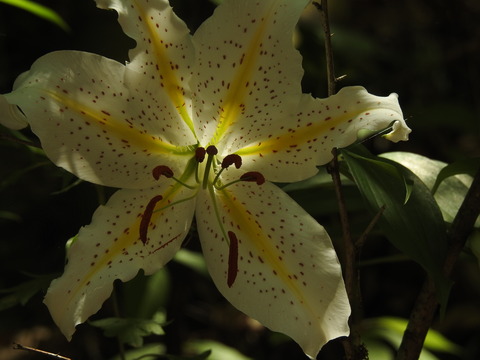 DSCN0568