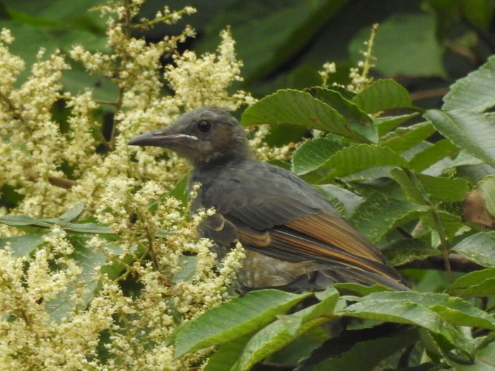 RSCN8151