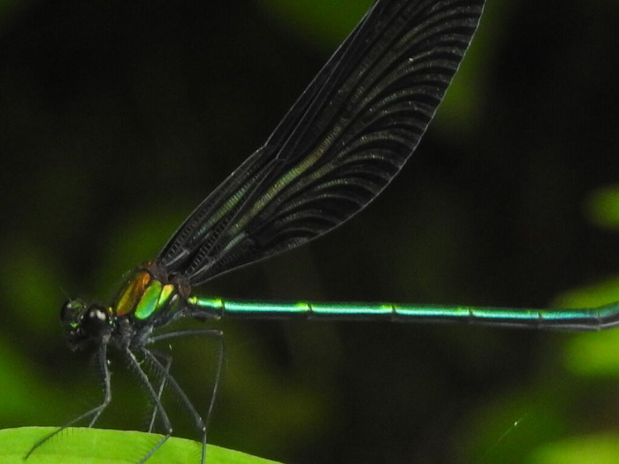 RSCN5513