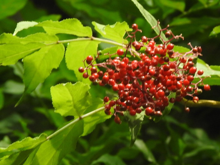 RSCN5625