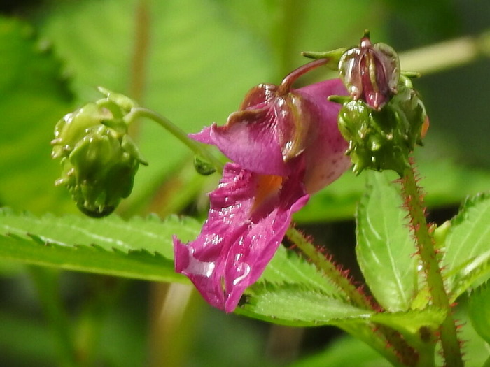 RSCN8235
