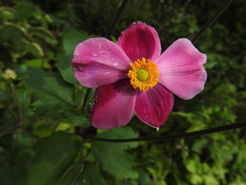 DSCN5589