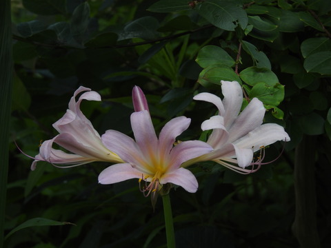 DSCN4687