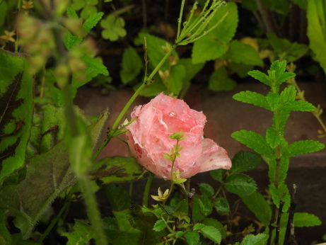 DSCN3382