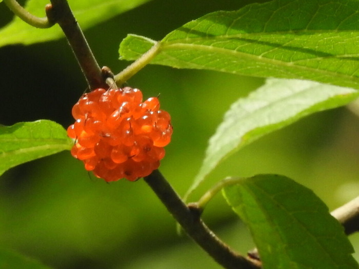RSCN5952