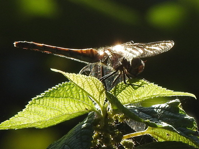 RSCN8941