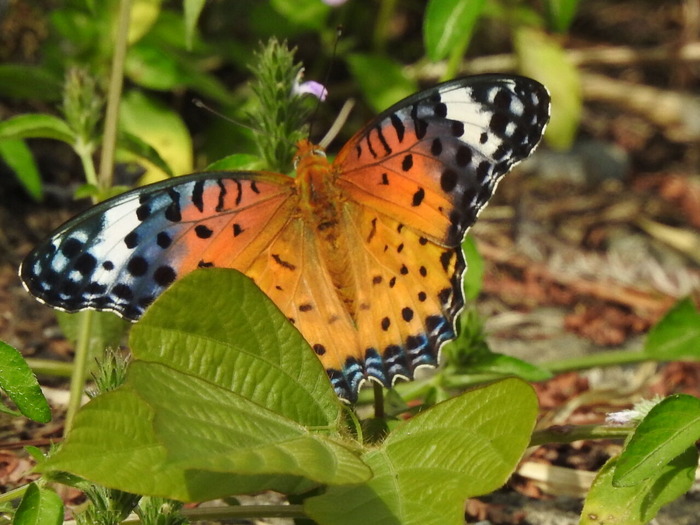 RSCN6951