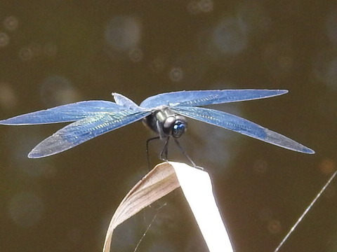 RSCN4496