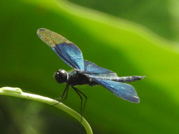 RSCN5825