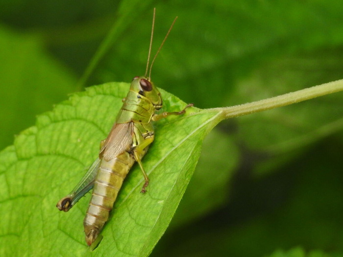 RSCN8644