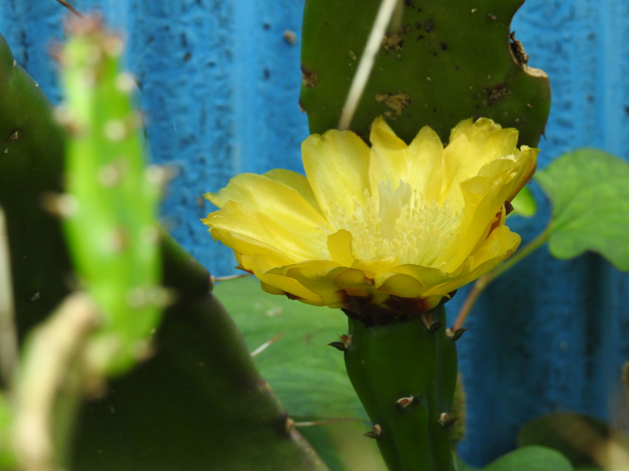ウチワサボテンの花7 09 ノリスケのフォト日記 ウチワサボテンの花7 09 ノリスケのフォト日記
